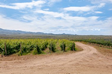 Arka planda karlı zirveleri olan üzüm bağlarının resimli kırsal manzarası. Uco Valley, Mendoza, Arjantin 'de bahar sezonu