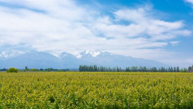 Arka planda karlı zirveleri olan güzel üzüm bağı manzarası. Uco Valley, Mendoza, Arjantin 'de bahar sezonu