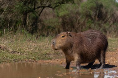 Capybara 'nın portresi (hydrochoerus hydrochaeris Grrazing) El Palmar Ulusal Parkı, Entre Rios. Arjantin. Capybara dünyanın en büyük kemirgenidir..
