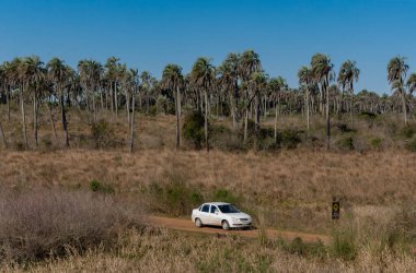 ENTRE İsyan, ARJANTINA, 2 Ağustos 2019. Arjantin 'deki El Palmar Ulusal Parkı' nda arka planda yerli palmiye ağaçları olan bir araba geçiyor.