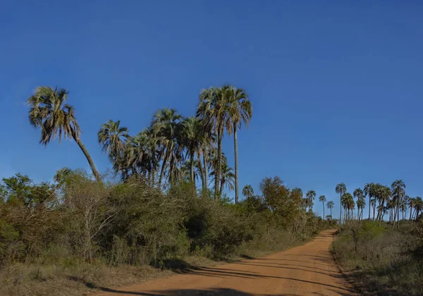 Landschaft Des Nationalparks Palmar Argentinien Mit Straßen Und Einheimischen Palmen — Stockfoto