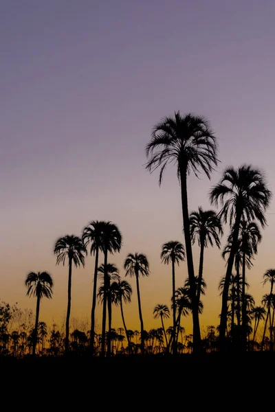 Красивый Пейзаж Пальмами Силуэта Закате Национальном Парке Эль Пальмар Аргентина — стоковое фото