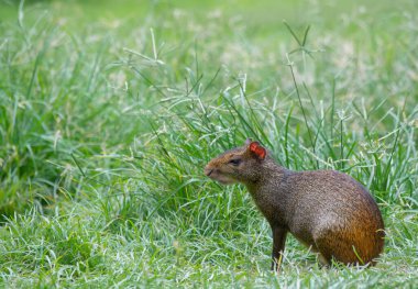 Agouti (Dasyprocta leporina) Campo do Santana Parkı 'ndaki çimlerin üzerinde oturmaktadır. Bu kemirgen Brezilya 'da Cutia olarak bilinir..