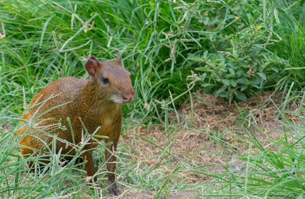 Agouti Dasyprocta Leporina Sitting Grass Campo Santana Park Which Downtown — Stock Photo, Image