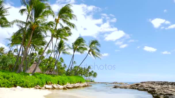 Tropische Insel. Palmen am Sandstrand — Stockvideo