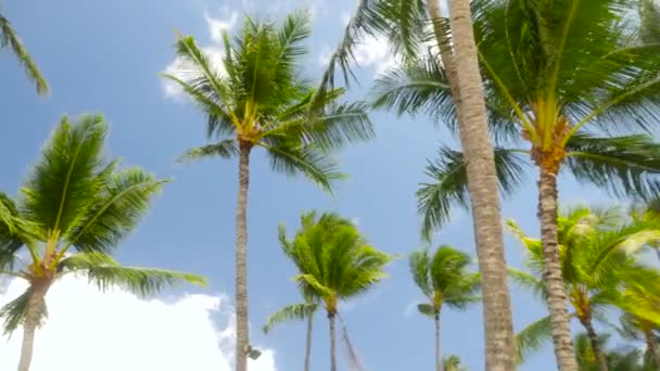 Palmy, dmuchanie na Hawajach wiatr — Wideo stockowe