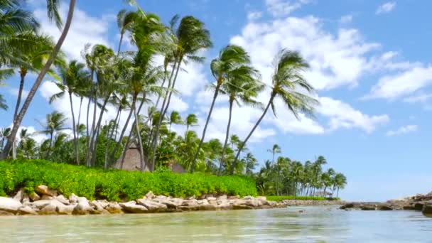 Tropical island. Palm trees on the sandy beach — Stock Video