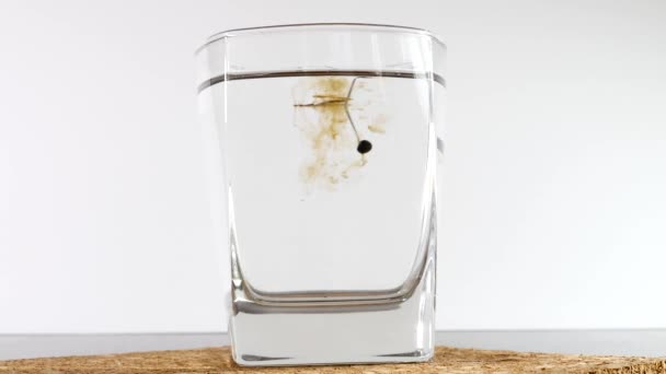 Faire un verre d'Himalaya Shilajit ou Mumijo avec de l'eau 