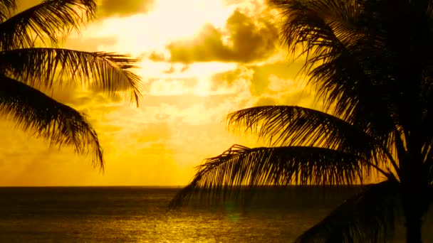 Пальмовые деревья и закат Гавайев — стоковое видео