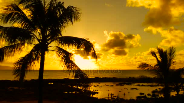 Palmeras y puesta del sol Hawaii — Vídeos de Stock