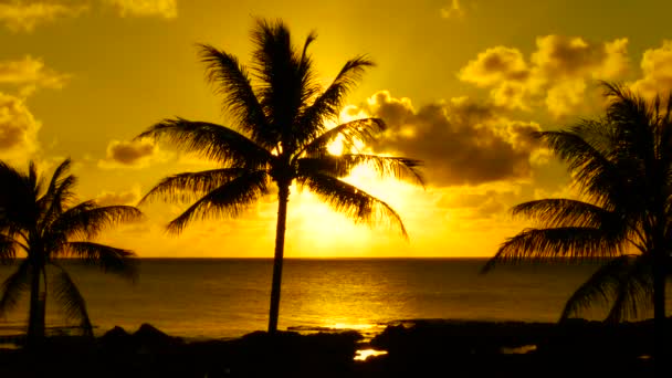 Palmbomen en zonsondergang Hawaii — Stockvideo