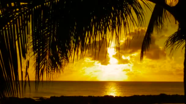 Пальмовые деревья и закат Гавайев — стоковое видео