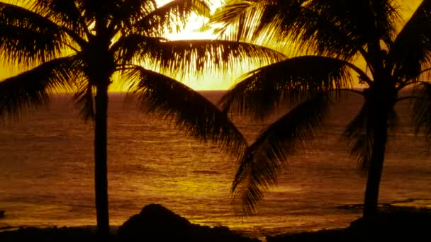 Palme e tramonto Hawaii — Video Stock