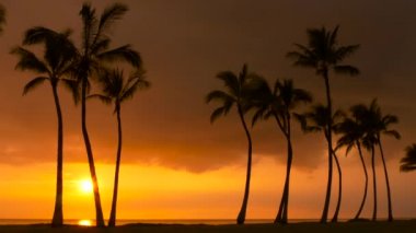 Tropikal palmiye ağaçları ve Hawaii günbatımı