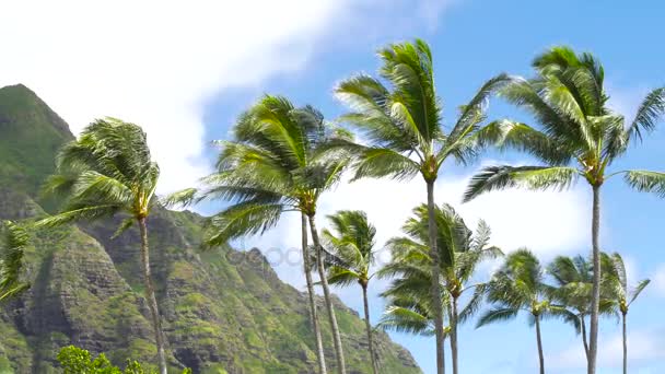 コオラウ山脈とヤシの木々 のオアフ島ハワイ — ストック動画
