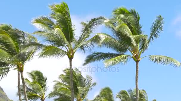 Palmy, vlající ve větru Hawaii