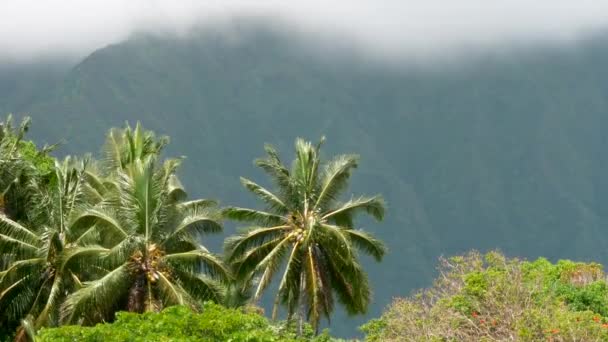 Koolau dağlar ve palmiye ağaçları Oahu Hawaii — Stok video