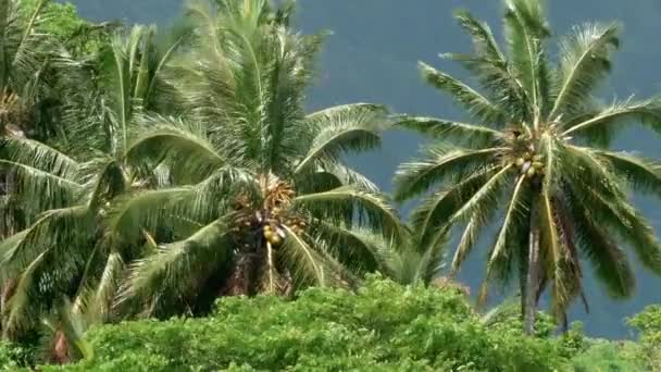 Palmeras soplando en el viento Hawaii — Vídeo de stock