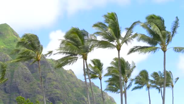 Las montañas de Koolau y Palm Tress Oahu Hawaii — Vídeo de stock