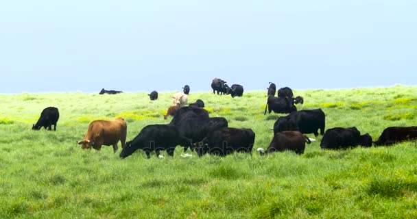 Mucche al pascolo su un prato verde — Video Stock