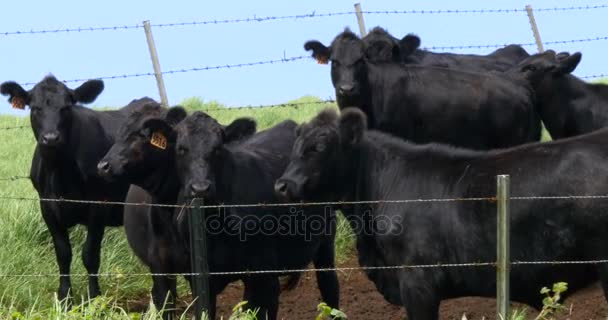 Black Angus krów w gospodarstwie — Wideo stockowe