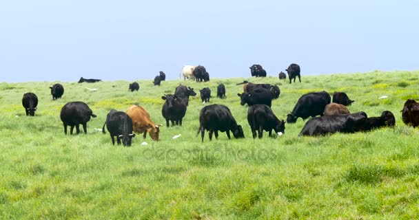 Cows grazing on a green meadow — Stock Video