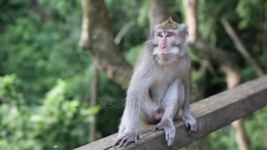 Kutsal maymun orman maymuna. Ubud, Bali, Endonezya