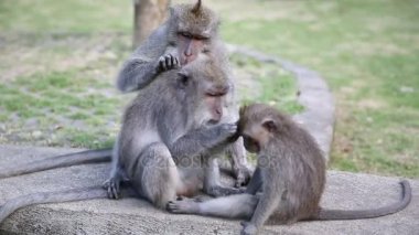 Kutsal maymun orman maymun aile. Ubud, Bali, Endonezya
