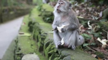 Kutsal maymun orman maymuna. Ubud, Bali, Endonezya