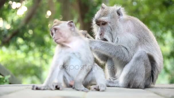 Opičí rodina na Sacred Monkey Forest. Ubud, Bali, Indonésie