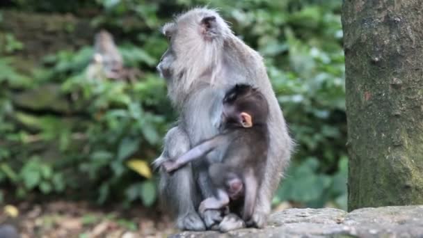 Familia de monos en el bosque sagrado de monos. Ubud, Bali, Indonesia — Vídeo de stock