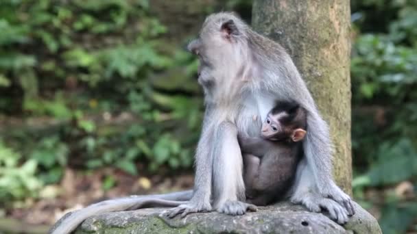 신성한 원숭이 숲에서 원숭이 가족. 우 붓, 발리, 인도네시아 — 비디오