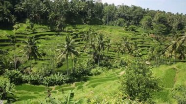 Pirinç tarlaları, Padi Terrace, Ubud, Bali, Endonezya