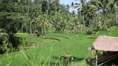 Pirinç tarlaları, Padi Terrace, Ubud, Bali, Endonezya