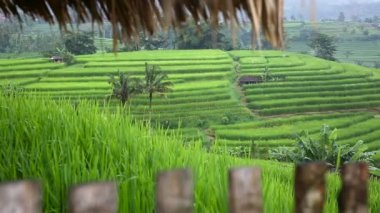 Pirinç tarlaları, Padi Terrace, Ubud, Bali, Endonezya