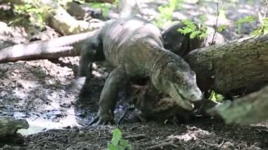 Komodo dragon genç bir bufalo yiyor. Rinca Adası, Endonezya