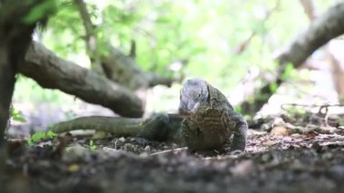 Komodo Ejderi, Rinca Adası, Endonezya dünyanın en büyük kertenkele.