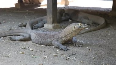 Komodo Ejderi, Rinca Adası, Endonezya dünyanın en büyük kertenkele.