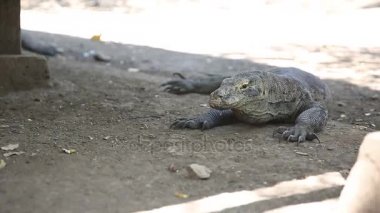 Komodo Ejderi, Rinca Adası, Endonezya dünyanın en büyük kertenkele.