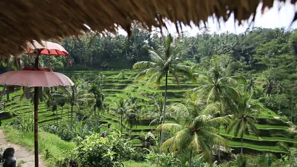 Campos de arroz, Padi Terrace, Ubud, Bali, Indonesia — Vídeos de Stock