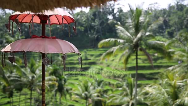 Рисовые поля, Терраса Пади, Убуд, Бали, Индонезия — стоковое видео
