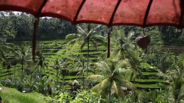 Campos de arroz, Padi Terrace, Ubud, Bali, Indonesia — Vídeos de Stock