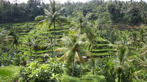 Рисовые поля, Терраса Пади, Бали, Индонезия — стоковое видео