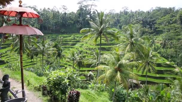 Rizsföldek, PADI Terrace, Ubud, Bali, Indonézia — Stock videók