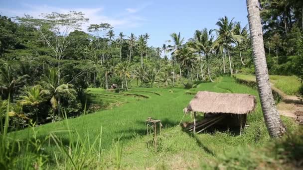 Рисовые поля, Терраса Пади, Убуд, Бали, Индонезия — стоковое видео