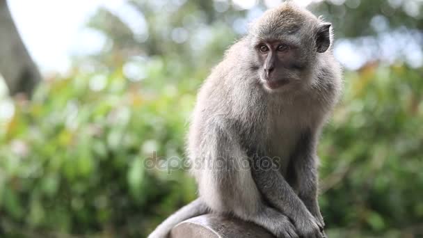 Обезьяна в священном обезьяньем лесу. Убуд, Бали, Индонезия — стоковое видео