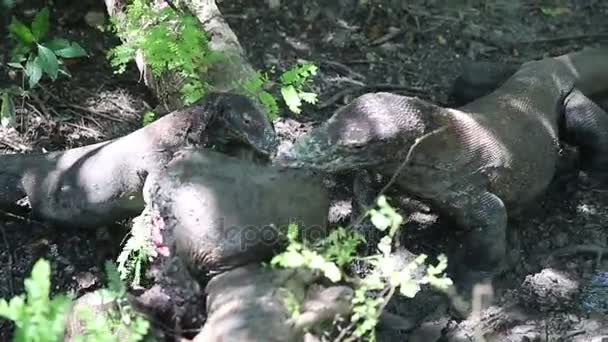 Komodo dragon genç bir bufalo yiyor. Rinca Adası, Endonezya — Stok video