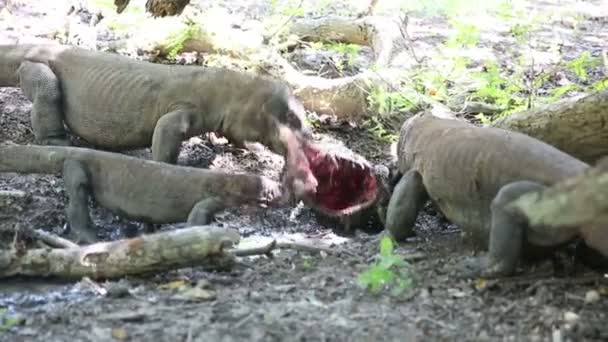 Komodo dragon jí mladý buvol. Michaela Island, Indonésie — Stock video