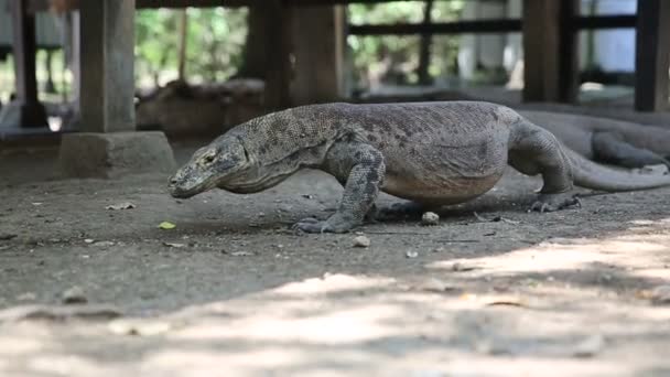 Komodo Dragon, the largest lizard in the world, Rinca Island, Indonesia. — Stock Video
