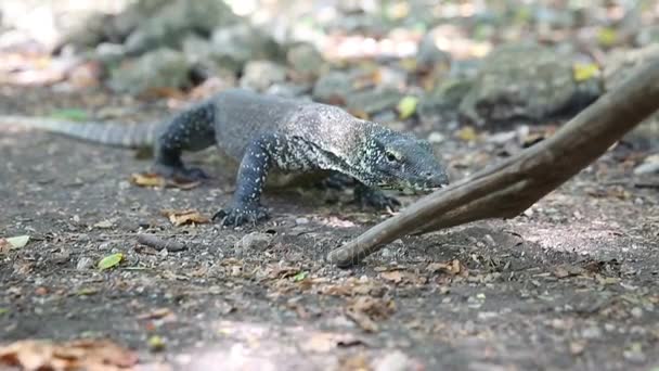 Komodo Dragon, největší ještěr na světě, Michaela Island, Indonésie. — Stock video